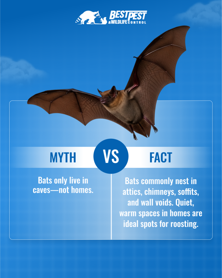 Best Pest Wildlife social media post designed by SmartSites