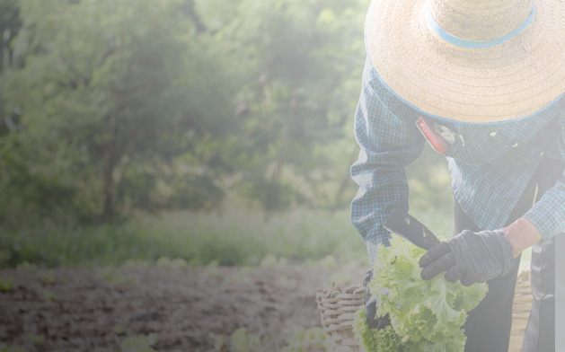 Background Harlem Grown