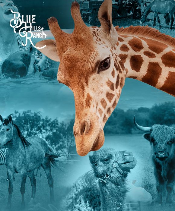 Blue Hills Ranch marketing case study