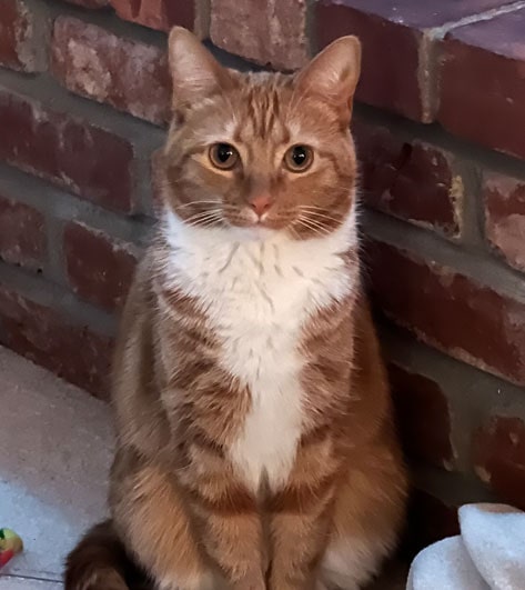 Quinto Bean, pets of SmartSites