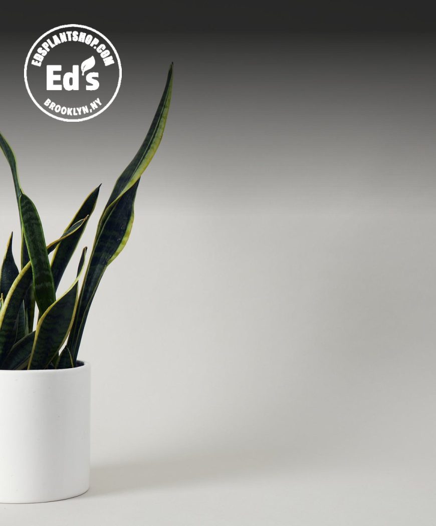 Ed's Plant Shop case study