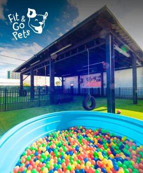 Fit & Go Pets marketing case study