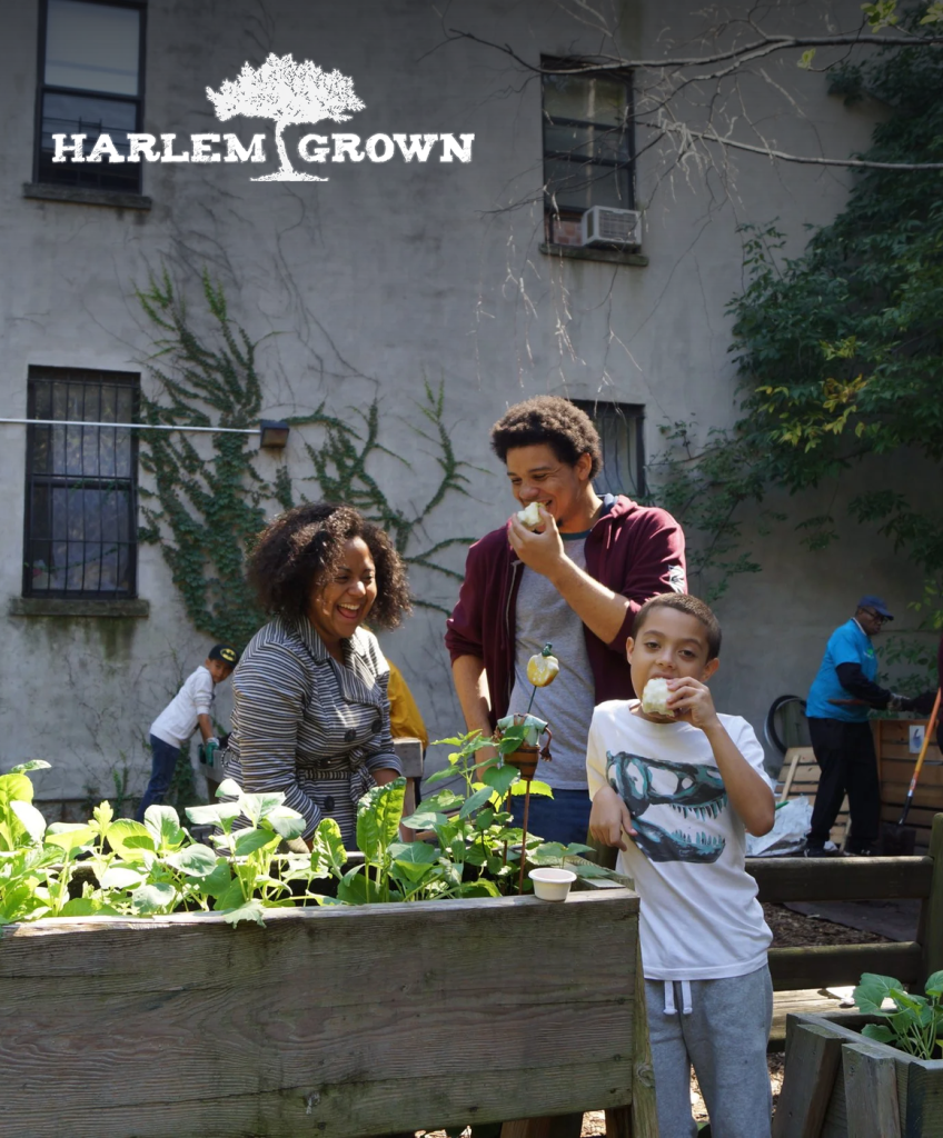 Harlem Grown website design case study