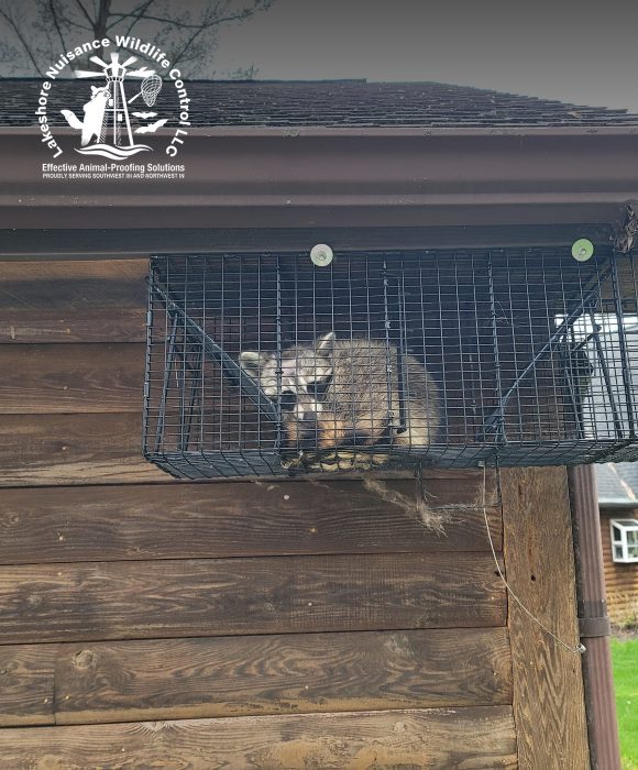 Lakeshore Nuisance Wildlife Control