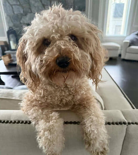 Meet the pet - Ortley