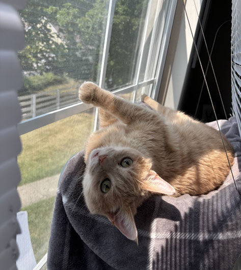 Miss Wink, Director of Purrsonal Affairs