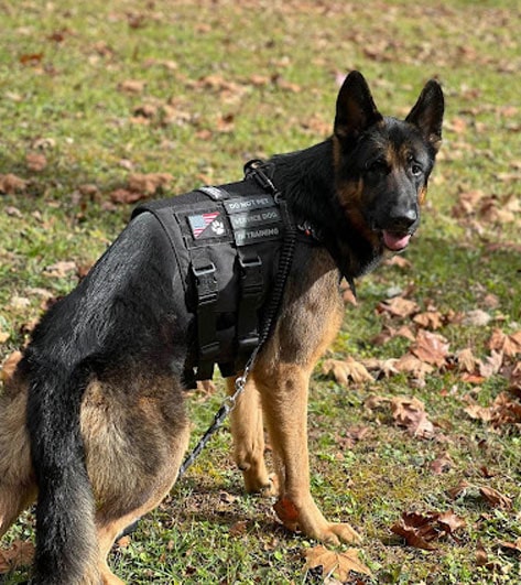 Odin, Pets of SmartSites