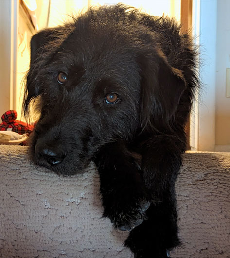 Rudy, SmartSites Pet