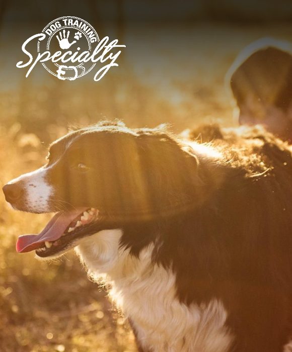 Specialty Dog Training marketing case study
