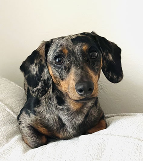 Truffle, Delivery Drivers Alert Specialist